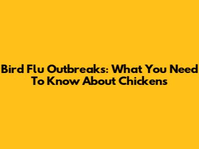 Bird Flu Outbreaks: What You Need To Know About Chickens