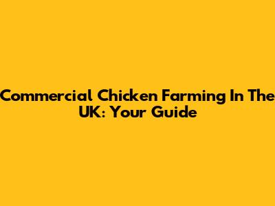 Commercial Chicken Farming In The UK: Your Guide
