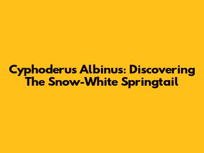 Cyphoderus Albinus: Discovering The Snow-White Springtail