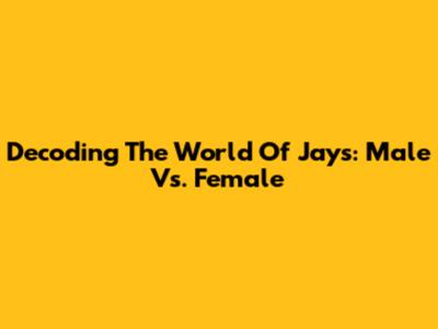 Decoding The World Of Jays: Male Vs. Female