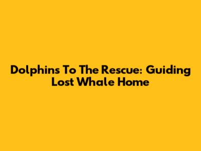 Dolphins To The Rescue: Guiding Lost Whale Home