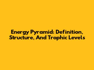 Energy Pyramid: Definition, Structure, And Trophic Levels