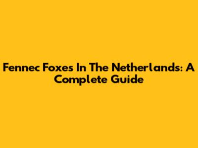 Fennec Foxes In The Netherlands: A Complete Guide