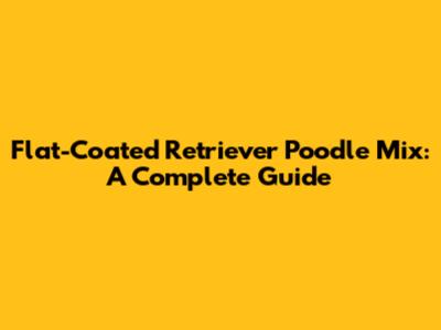 Flat-Coated Retriever Poodle Mix: A Complete Guide