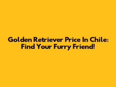 Golden Retriever Price In Chile: Find Your Furry Friend!