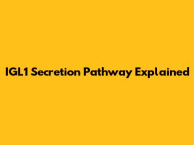 IGL1 Secretion Pathway Explained