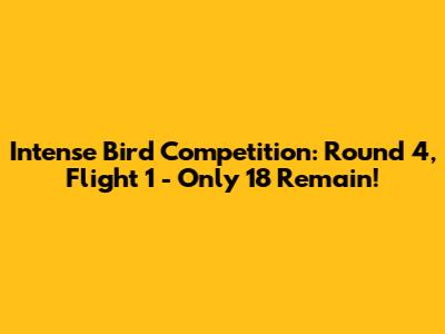 Intense Bird Competition: Round 4, Flight 1 - Only 18 Remain!