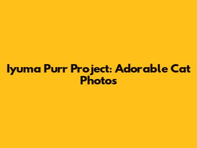 Iyuma Purr Project: Adorable Cat Photos