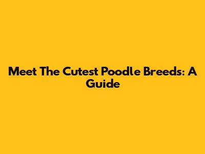 Meet The Cutest Poodle Breeds: A Guide