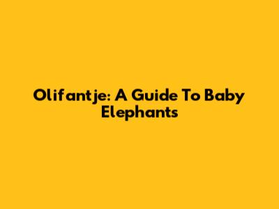 Olifantje: A Guide To Baby Elephants