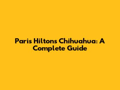 Paris Hilton's Chihuahua: A Complete Guide