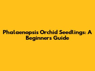 Phalaenopsis Orchid Seedlings: A Beginner's Guide