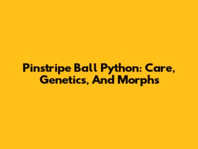 Pinstripe Ball Python: Care, Genetics, And Morphs