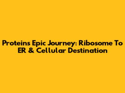 Protein's Epic Journey: Ribosome To ER & Cellular Destination