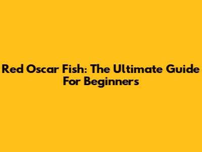 Red Oscar Fish: The Ultimate Guide For Beginners