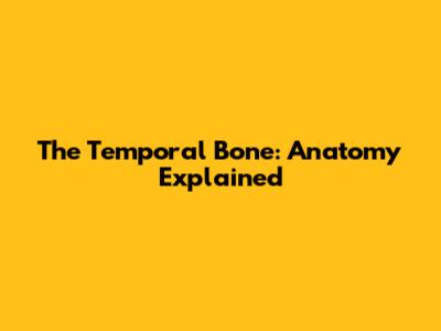 The Temporal Bone: Anatomy Explained