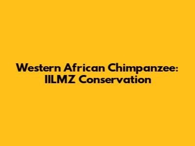 Western African Chimpanzee: IILMZ Conservation