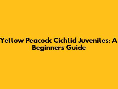 Yellow Peacock Cichlid Juveniles: A Beginner's Guide